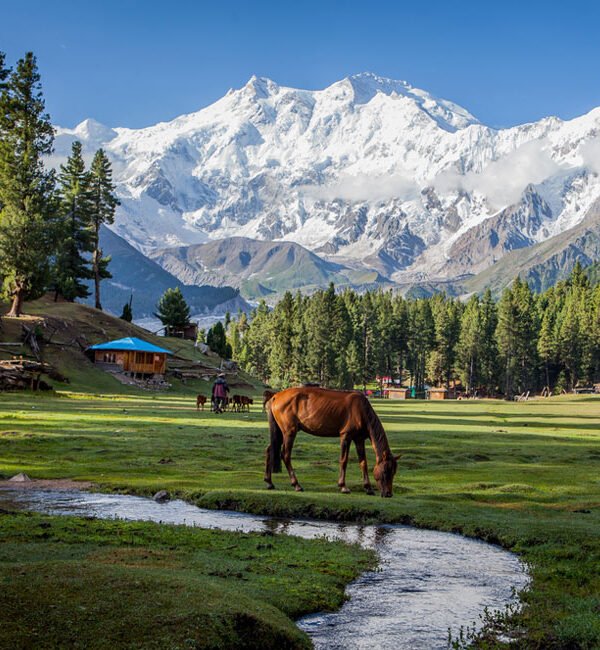 Fairy-Meadows-